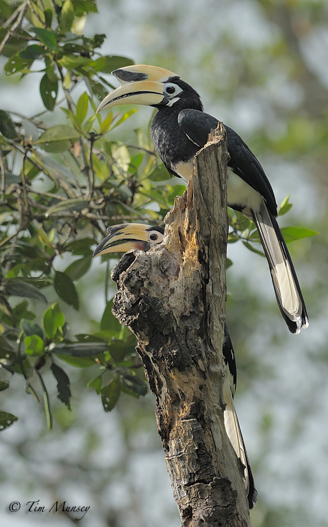 Oriental Pied Hornbill Pair